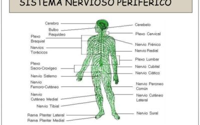 como se forma el sistema nervioso autonomo en el embrion construyendo nuestras funciones involuntarias