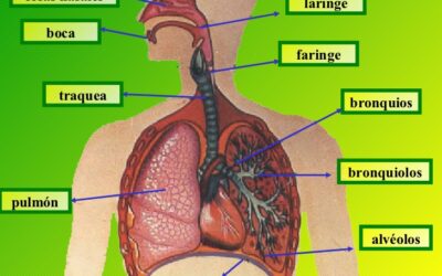 como se forma el sistema respiratorio en el embrion construyendo nuestras vias respiratorias