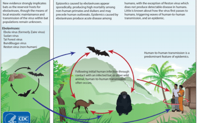 como se origina un brote de enfermedades zoonoticas saltando la barrera de las especies