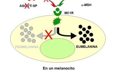 como se protegen los embriones de las mutaciones guardian de la integridad genetica