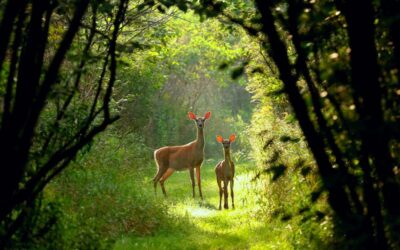 como se rastrean las enfermedades en la fauna silvestre vigilancia en la naturaleza