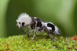 como sobreviven los insectos en el desierto vida en condiciones extremas