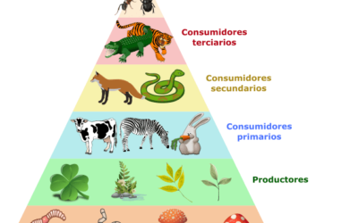 cual es el papel de los insectos en la cadena alimenticia un eslabon esencial