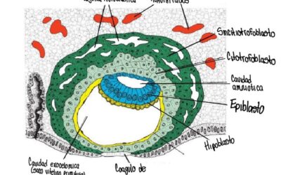 cual es la funcion del blastocisto en el desarrollo embrionario la etapa crucial