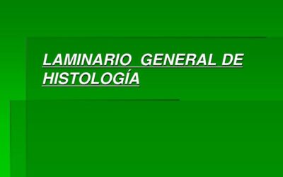 cual es la funcion del periodo de organogenesis en el desarrollo embrionario creando nuestros organos vitales