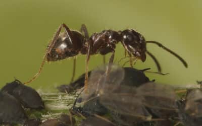 cuando aparecieron los primeros insectos en la tierra pioneros de seis patas