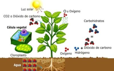 cuando comenzaron las plantas a producir oxigeno y por que