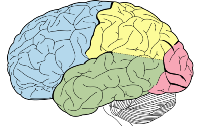 cuando comienza a formarse el cerebro en el embrion nuestro primer paso hacia la conciencia