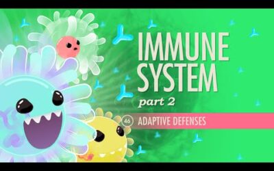 cuando comienza a formarse el sistema linfatico en el embrion nuestro camino hacia la inmunidad 1