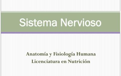 cuando comienza la formacion del sistema nervioso autonomo en el embrion nuestro primer paso hacia la auto regulacion