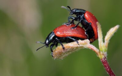 cuando es la epoca de apareamiento de los escarabajos el ciclo de la vida