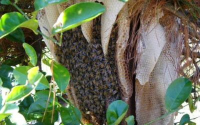 cuando las abejas deciden atacar defensa en el panal