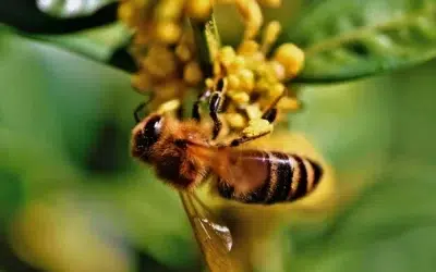 cuando las abejas recolectan nectar dulce trabajo