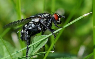 cuando las larvas de mosca se convierten en un problema medico bajo la piel