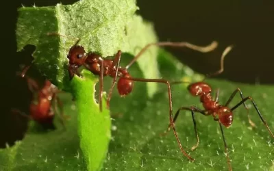 cuando los insectos se convirtieron en especies invasoras pequenas amenazas grandes