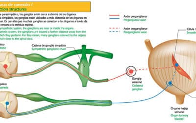 cuando se forman las primeras celulas del sistema cardiovascular en el embrion nuestro primer paso hacia la circulacion