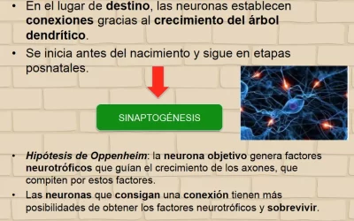 cuando se produce la diferenciacion celular la eleccion de destino de nuestras celulas