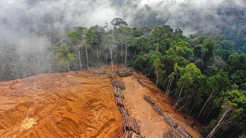 deforestacion del ecosistema