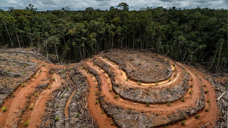 deforestacion en el ecosistema