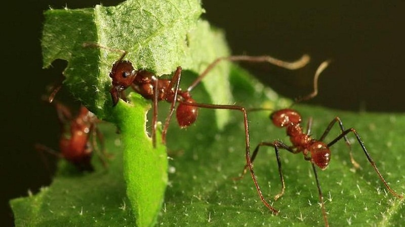 desaparicion de los insectos de la tierra