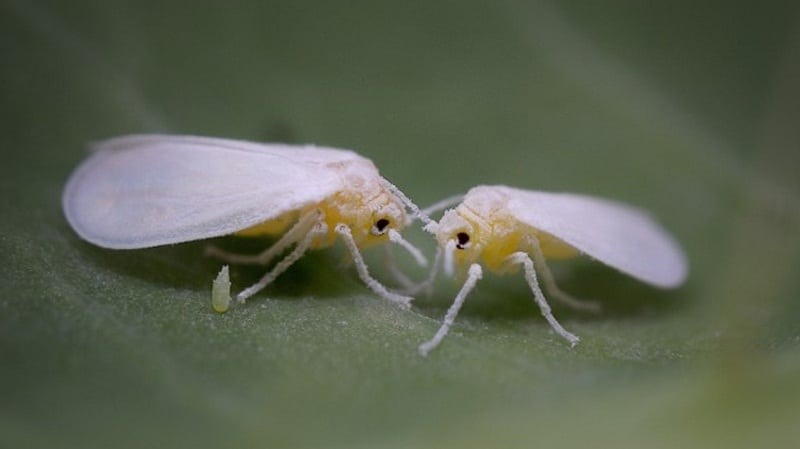 desaparicion de los insectos de tierra