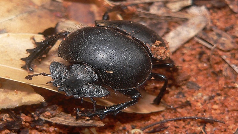 desaparicion de los insectos tierra