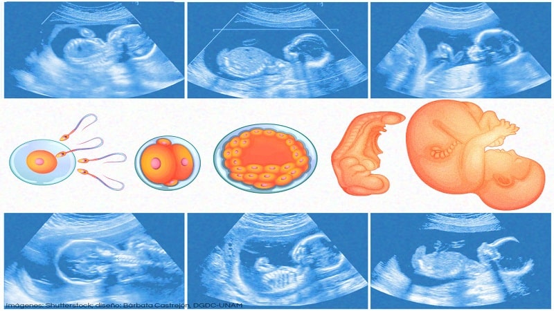 desarrollo de embrion 2