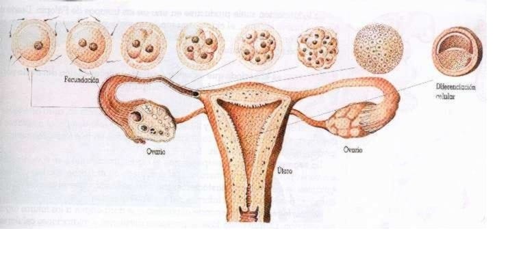 desarrollo embronario 1