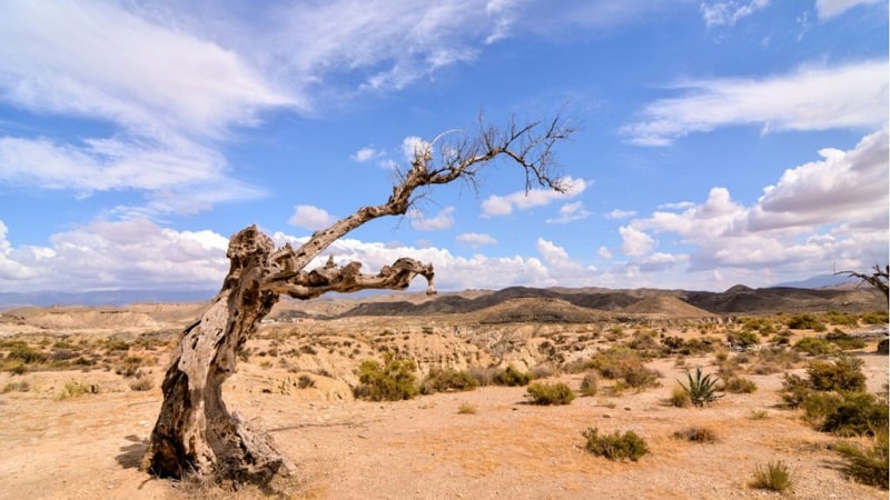 desertificacion de suelo