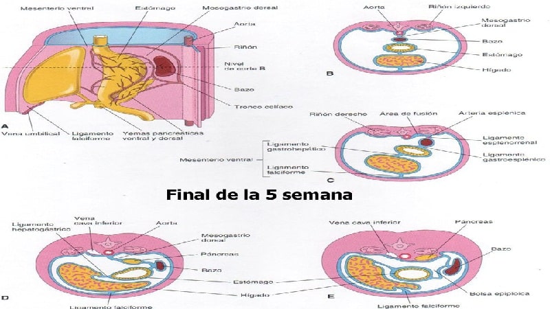 digestivo 1