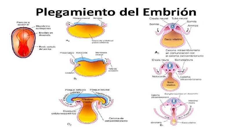 digestivo 2