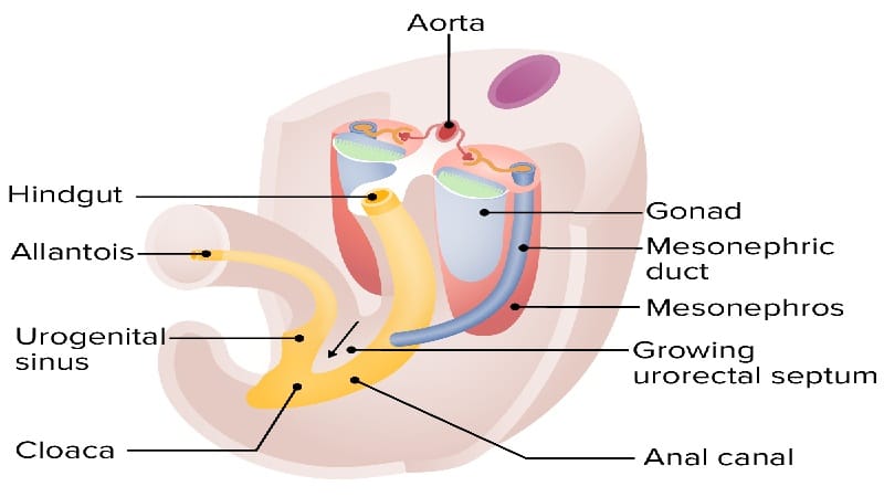 digestivo