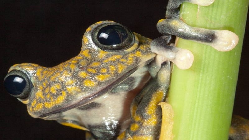 diversidad de anfibios