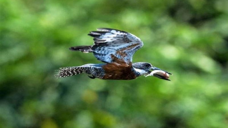 diversidad de aves