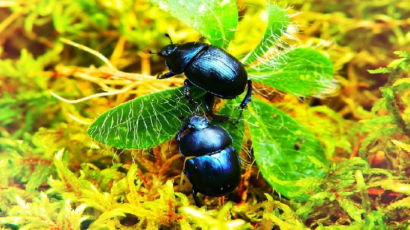 diversidad de escarabajos 1
