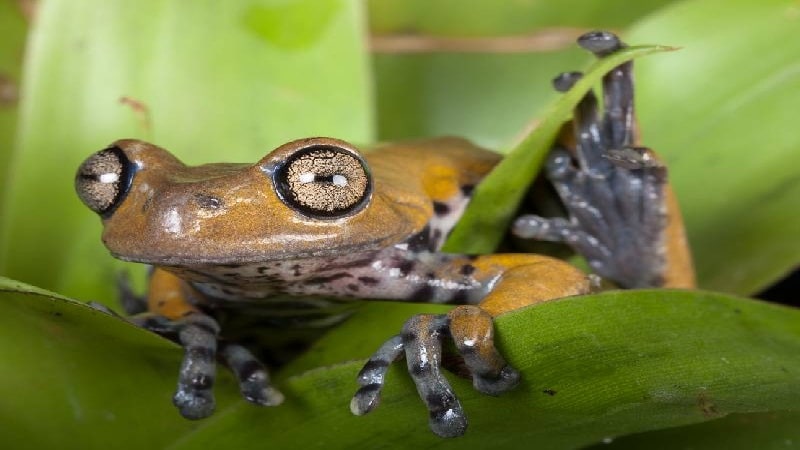 diversidad de los anfibios