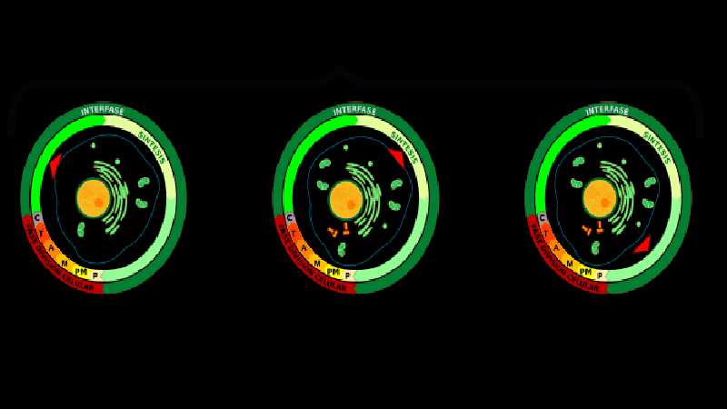 division celular1