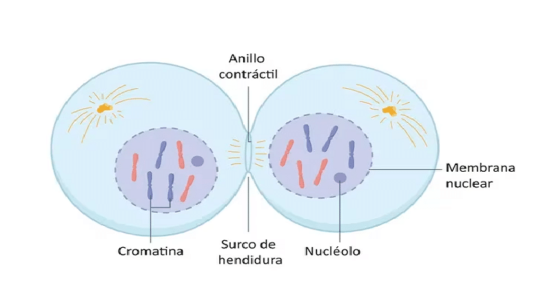 division celular2