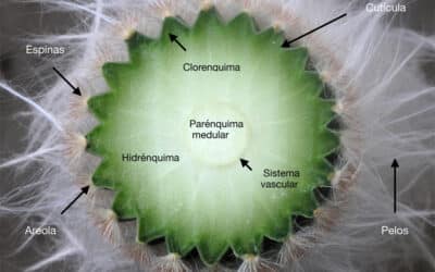 donde ocurre el almacenamiento de agua en el cactus