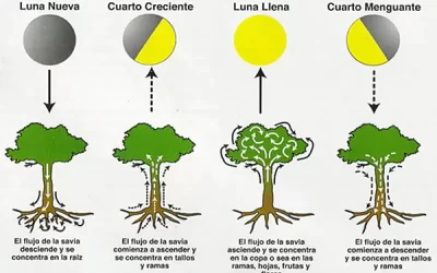 donde ocurre el crecimiento en la planta y como nos afecta