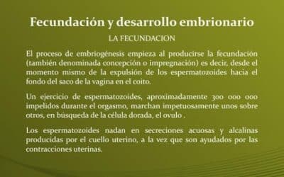 donde ocurre el desarrollo del sistema circulatorio en el embrion el corazon de la vida