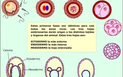 donde ocurre la diferenciacion celular en el desarrollo embrionario cada celula tiene su papel