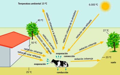 donde ocurre la diferenciacion celular en el embrion como nos especializamos desde el principio