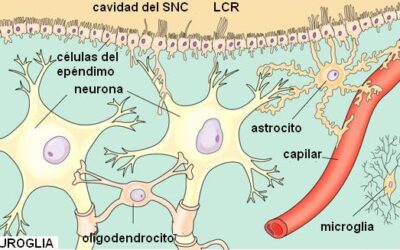 donde ocurre la formacion de las celulas de la sangre en el embrion nuestra preparacion para transportar nutrientes y oxigeno