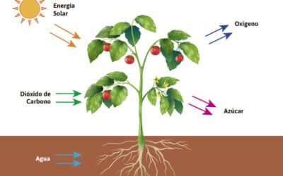 donde ocurre la fotosintesis en la planta y cual es su impacto en nosotros