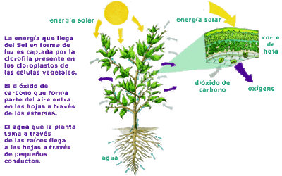 donde ocurre la respiracion celular en la planta y como nos beneficia