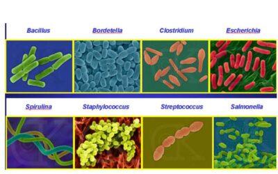 donde ocurre la transduccion en las bacterias el intercambio de informacion microscopico