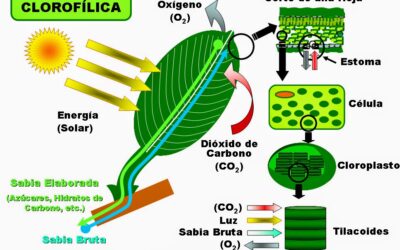 donde ocurre la transpiracion en la planta y como nos afecta