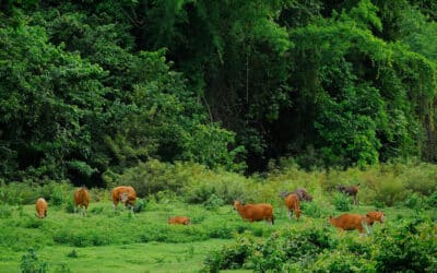 donde se encuentra el area protegida mas grande del mundo santuario de la vida salvaje