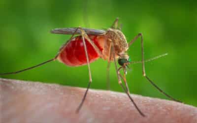 donde se encuentra el mayor riesgo de enfermedades transmitidas por mosquitos peligro en el aire